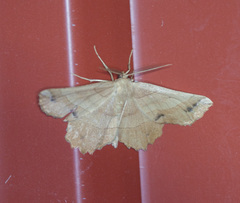 Euchlaena johnsonaria