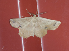 Euchlaena johnsonaria