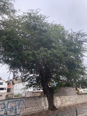 Vachellia insulae-iacobi