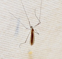 Gonomyia