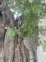 Vachellia insulae-iacobi