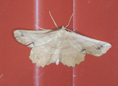 Euchlaena johnsonaria