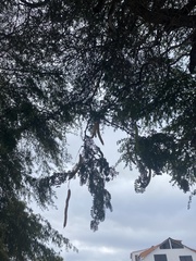 Vachellia insulae-iacobi