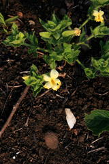 Thunbergia atriplicifolia