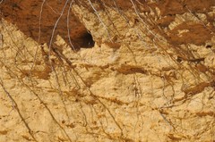 Cheramoeca leucosterna