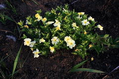 Thunbergia dregeana