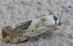 Ponometia libedis