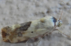 Ponometia libedis