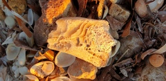 Malleus meridianus