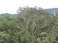 Xanthostemon whitei