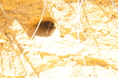 Cheramoeca leucosterna