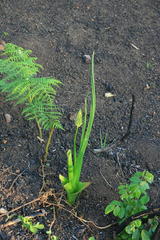 Albuca virens virens