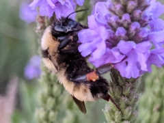 Bombus fervidus