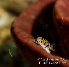 Halgerda wasinensis