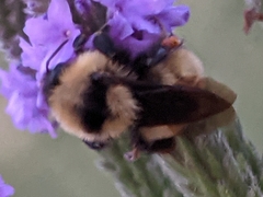Bombus fervidus