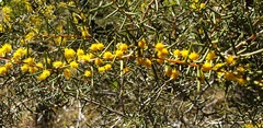 Acacia nyssophylla