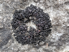 Enchylium polycarpon