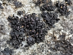 Enchylium polycarpon