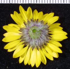 Erigeron aureus