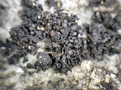 Enchylium polycarpon