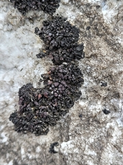 Enchylium polycarpon