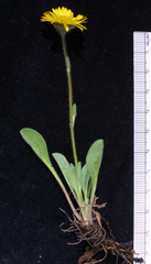 Erigeron aureus