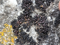 Enchylium polycarpon