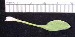 Erigeron aureus