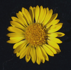 Erigeron aureus