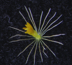 Erigeron aureus