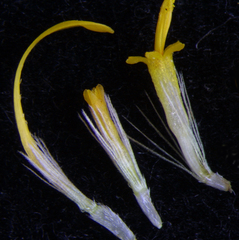 Erigeron aureus