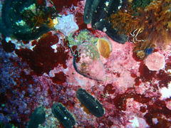 Parvulastra dyscrita