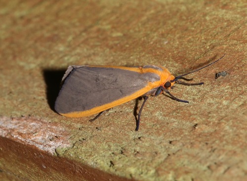Yellow-edged Tussock Moth photo 2