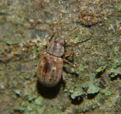Demotina modesta