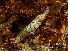 Hypselodoris maculosa