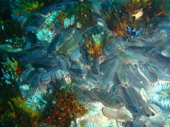 Pentacta doliolum