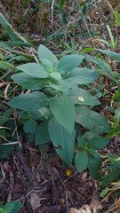 Ruellia drummondiana