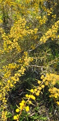 Acacia nyssophylla