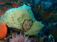 Dromidia hirsutissima