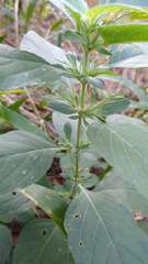 Ruellia drummondiana