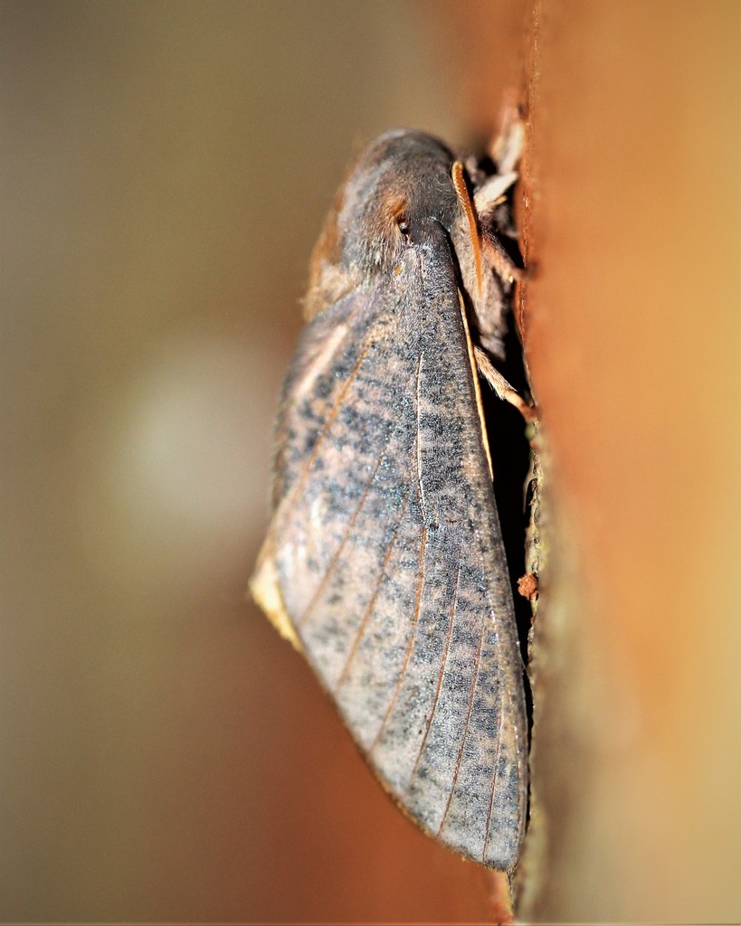 Almeidella