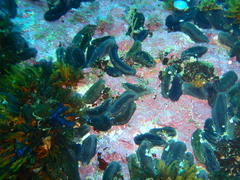 Pentacta doliolum