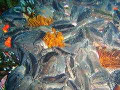 Pentacta doliolum