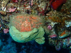 Dromidia hirsutissima