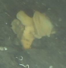 Aphrocallistidae