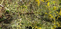 Acacia nyssophylla
