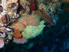 Dromidia hirsutissima