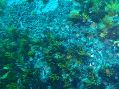 Pentacta doliolum