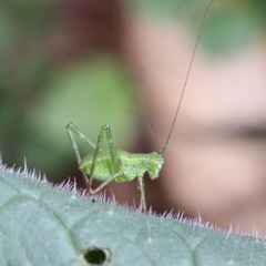 Insecta
