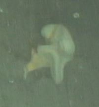 Aphrocallistidae